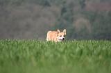 CORGI PEMBROKE 1303